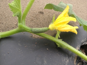 The cucumbers are starting to bloom—two weeks until we are overrun with fruits!