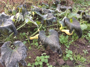 Our winter squash patch next door was hit by frost, but it didn't make it to our side of the fence. 