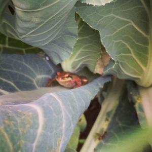 I found this little guy while picking cauliflower. He's working hard to keep bugs out of your veggies!